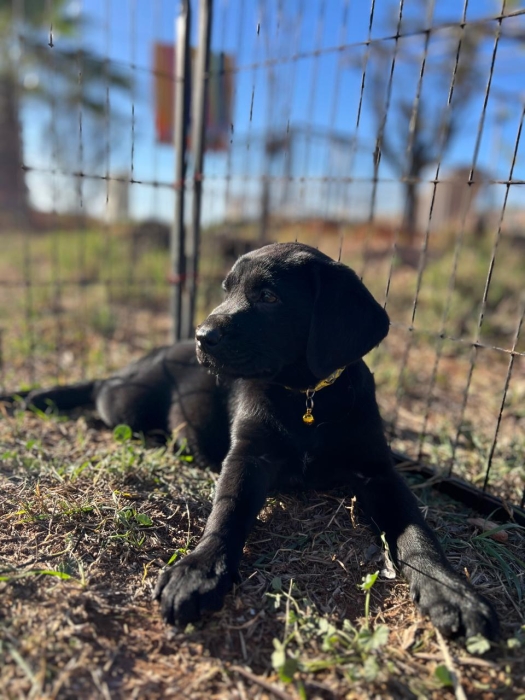 Labrador Noir 🐾
