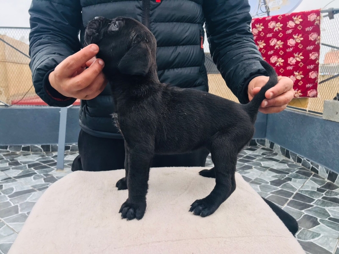 Magnifiques chiots de Cane Corso noir