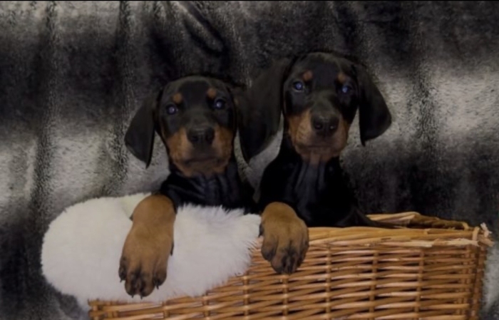 Chiots Doberman Européen avec Pedigree – Informations et contact