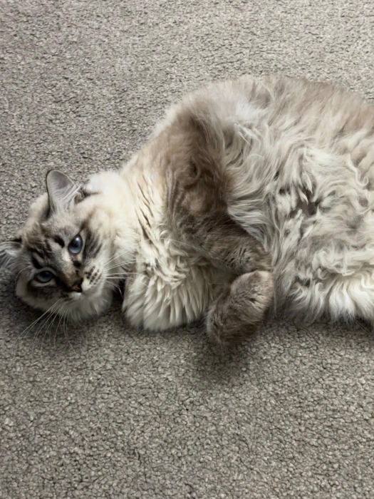 Chat Sibérien à Adopter (Femelle Vaccinée et Stérilisée)