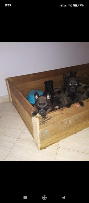 Super chiots malinois charboni