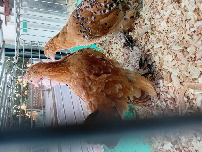 ذكر وأنثى دجاج البانطام