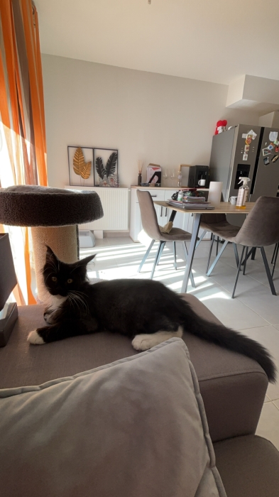 Chaton Maine Coon Black Smoke