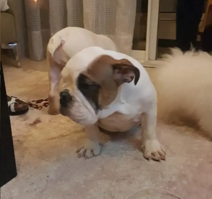 Bulldog anglais à vendre