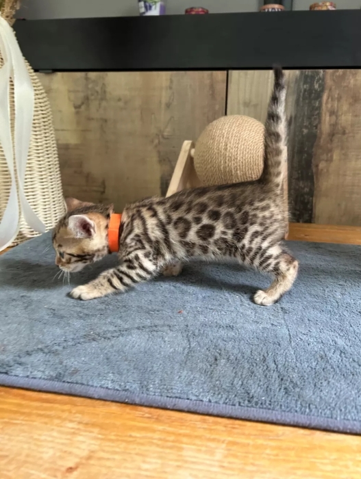 bengal bébé