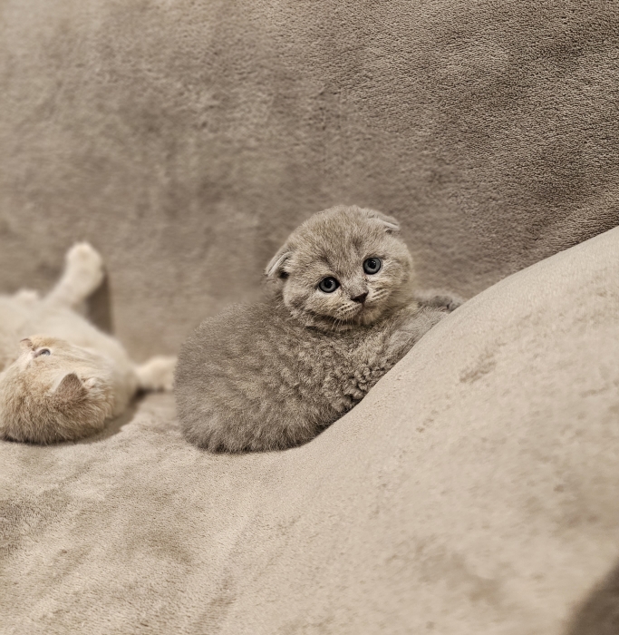 Superbe british et scottish fold
