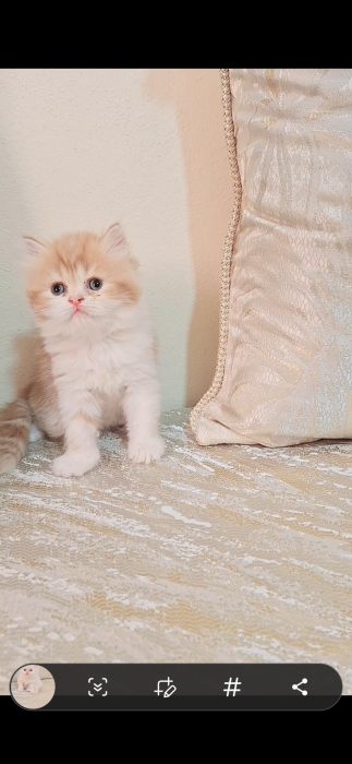 Chat persan himalaya