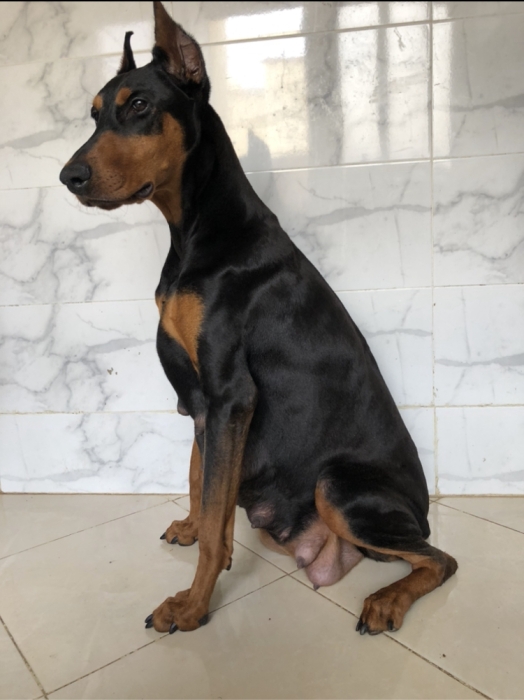 Doberman des chiot