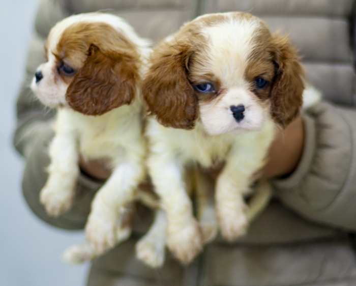 magnifiques chiots Cavalier King Charles