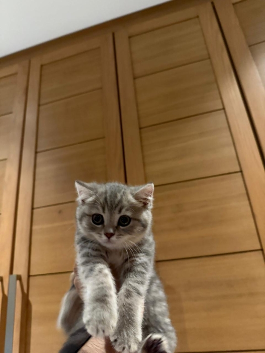 British shorthair femelle