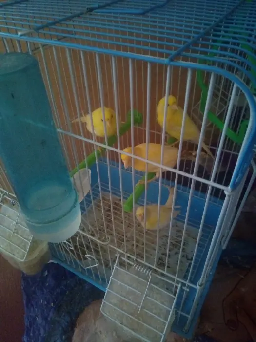 Couple canari wajed et canari chnaber perruche chnaber