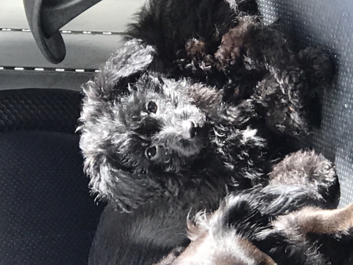 Adorable bichon caniche