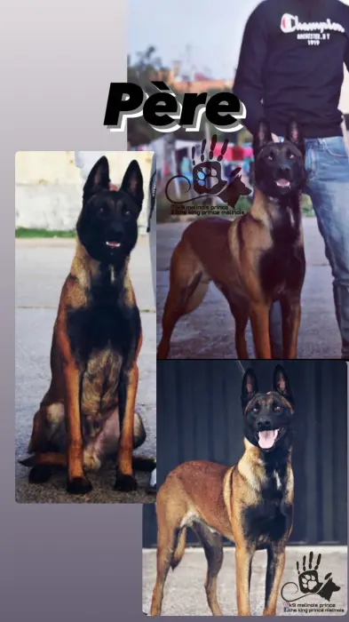 Des chiots berger belge malinois pure race
