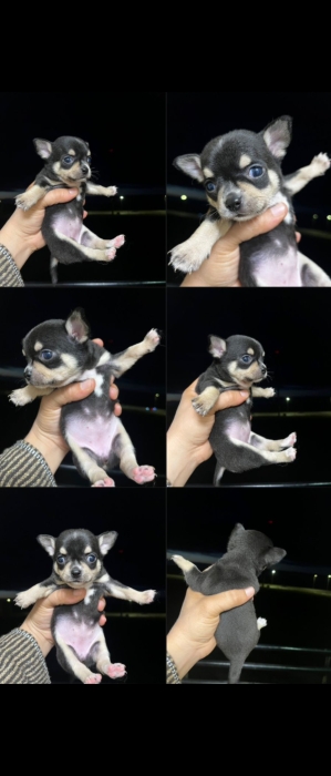 Chihuahua toy exotique