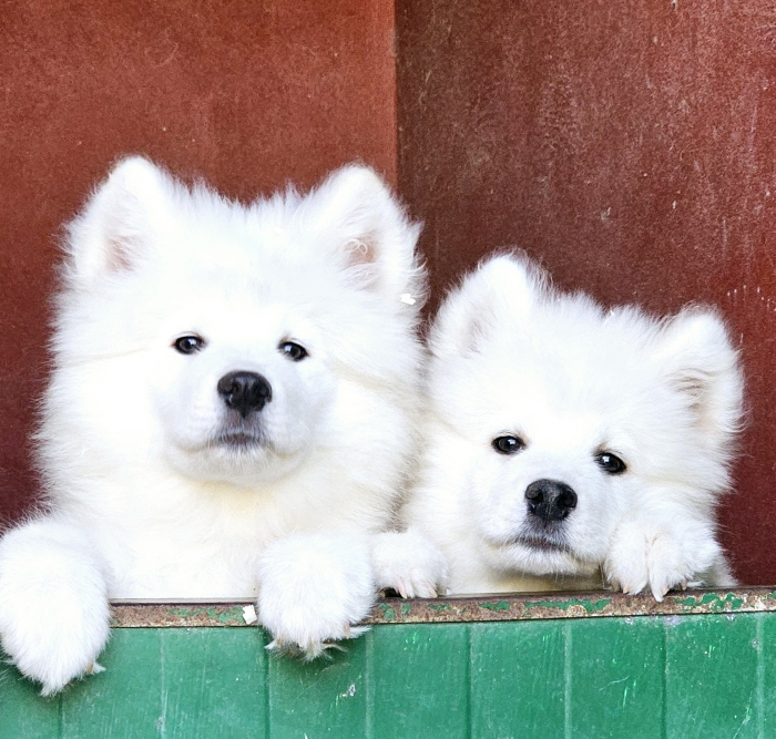 SAMOYEDE DE PURE RACE