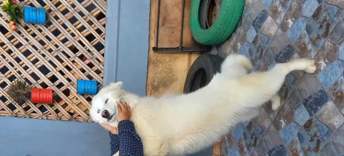 Chien husky sibérien