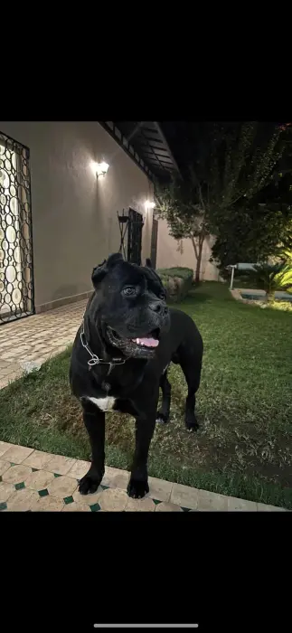 Lignée de champion 6 bébé chiot pédigrée + puce électronique + carnet de vacssin en main