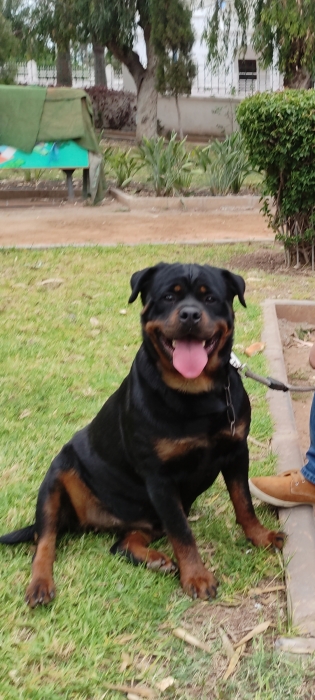 Femelle Rottweiler pedigree à vendre (2 ans)