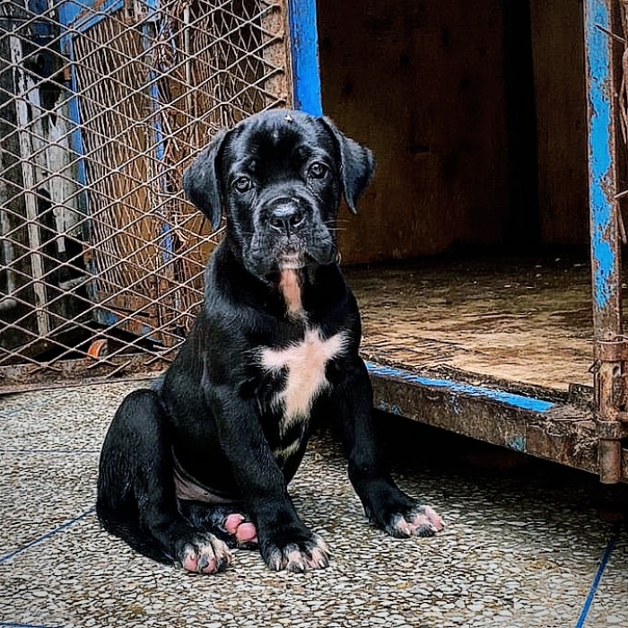 Cane corso