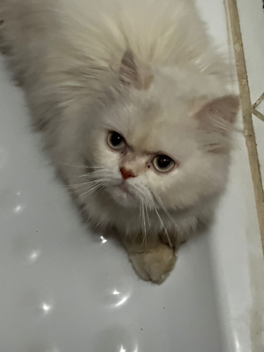 Chat Persan Male