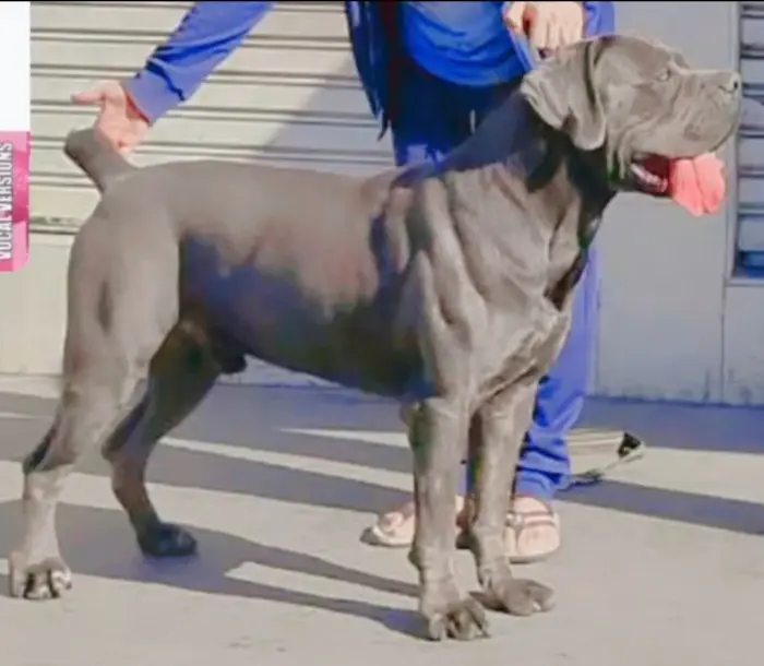 CHIOT CANE CORSO DESCENDANTS DU CHAMPION DU MONDE