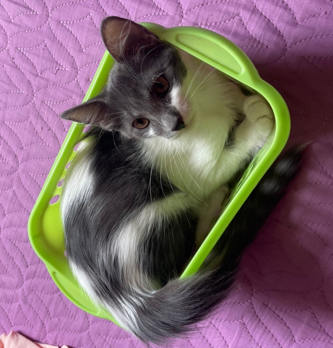 Chatons 3 mois habitués à la litière et très sociables