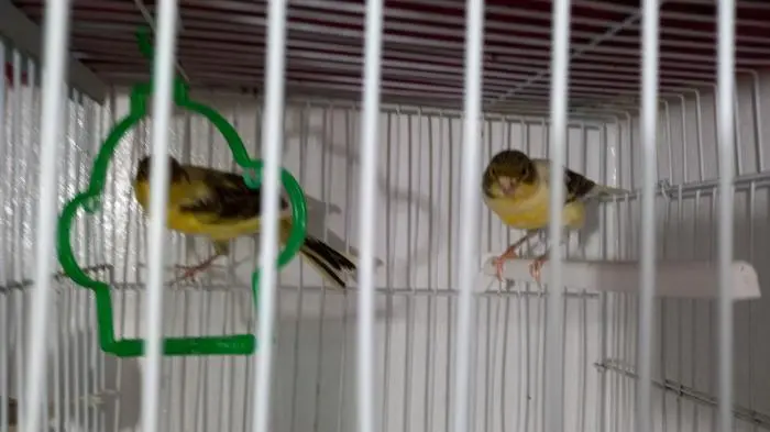 Couple canari
