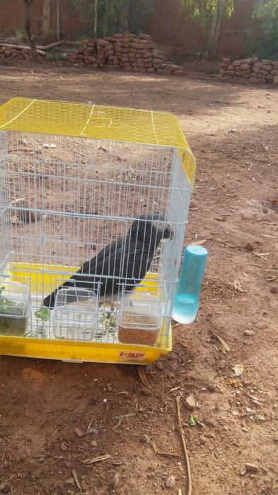 Perroquet gabonais à vendre