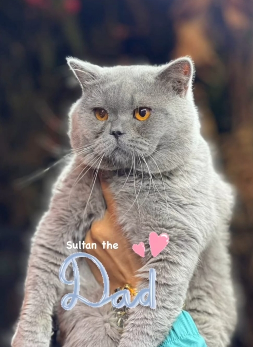 Scottish straight (British) 3 mois femelle