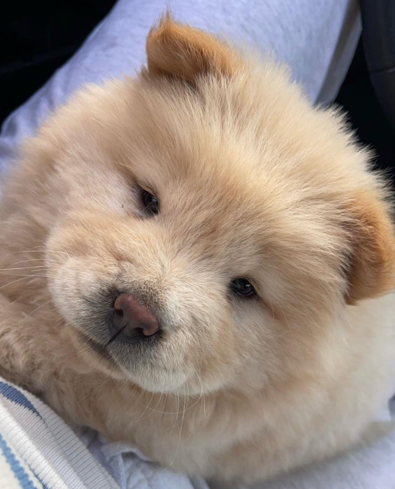 Chowchow femelle pure race 3 mois vaccinée