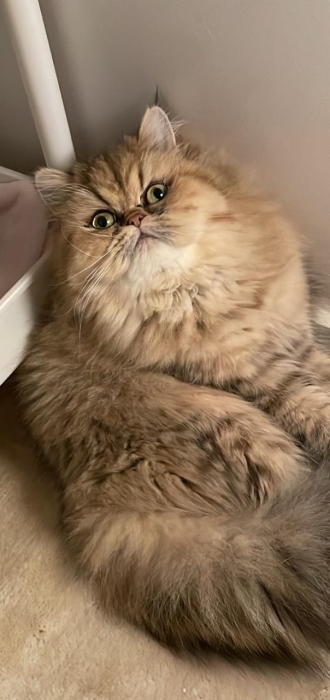 Persan chinchilla avec pedegree