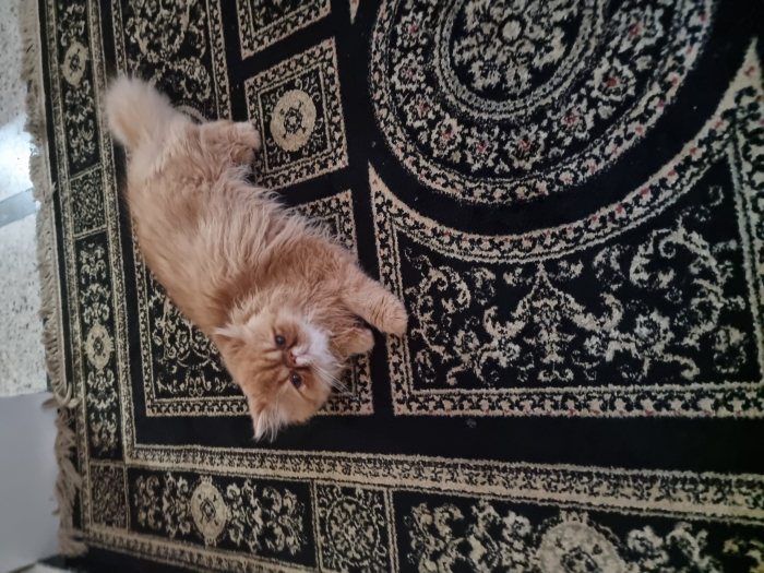 Persan pure race 7 mois