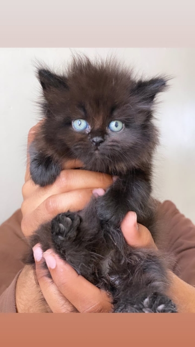 Chaton Shirazi noir