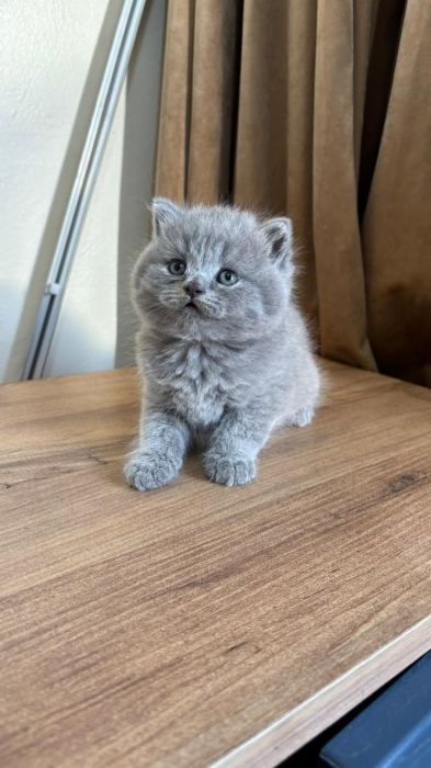 British & Scottish Fold