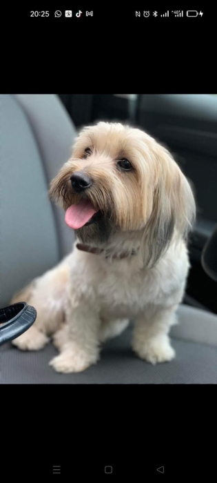 Je Chercher chien  mal shih tzu adulte