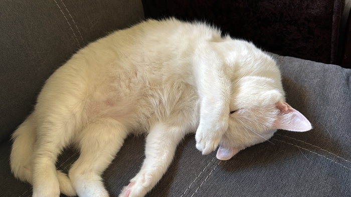 Pour des raisons personnelles, je voudrais que quelqu’un prends bien soin de cette mignonne chatte