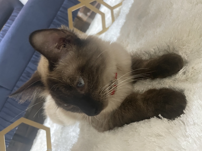 Chat siamois femelle enceinte Avec son matériels