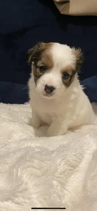 Jaques Russel a poil Long