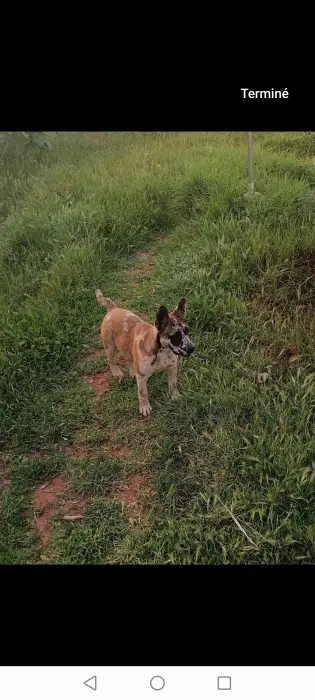 Jack Russell × Bulldog exotique merle