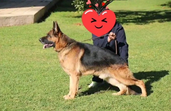 Chiots berger allemd