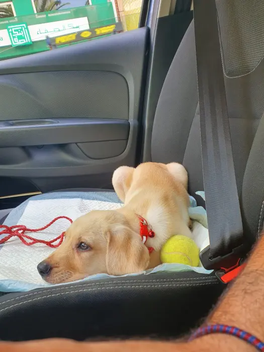 Labrador pure race premium