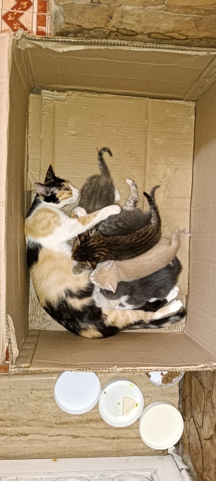 Adoption d'une chatte avec ses bébés