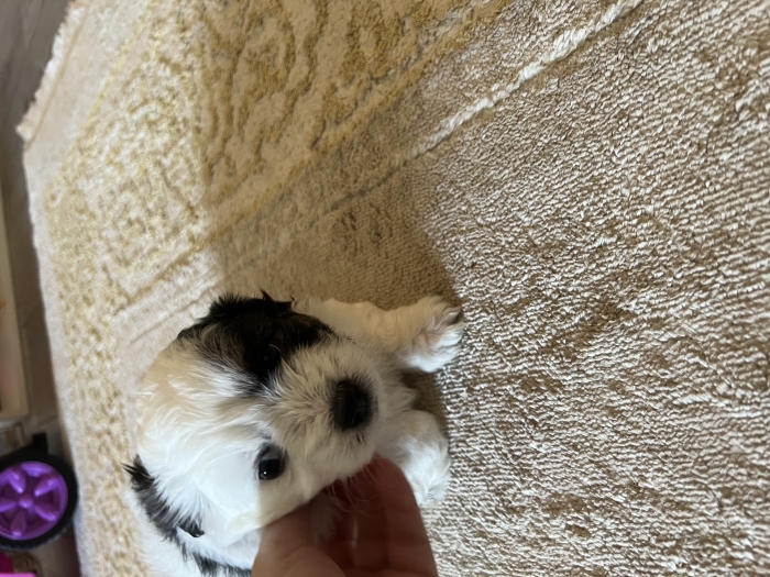 Chiot bichon dispo sur sale