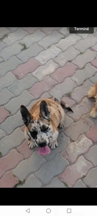 Jack Russell × Bulldog exotique merle