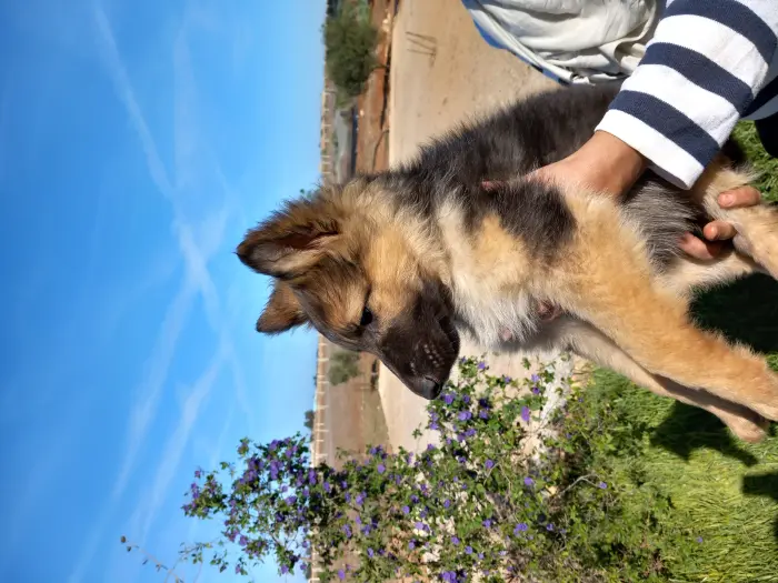 Berger Allemand à vendre