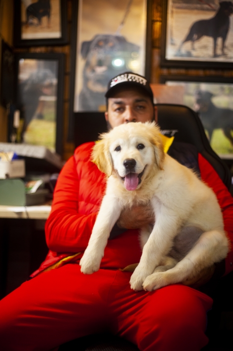 Disponibles magnifiques Chiots golden retriever