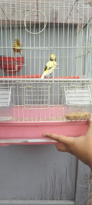 Couple Canaris كنار