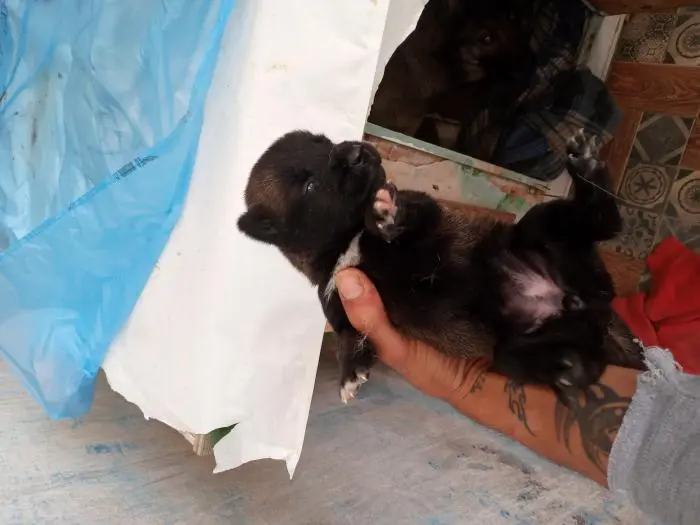 Malignois charbonné