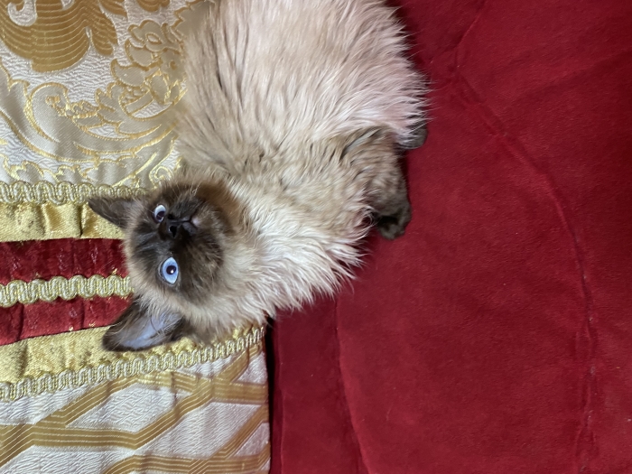 Chaton mâle balinais