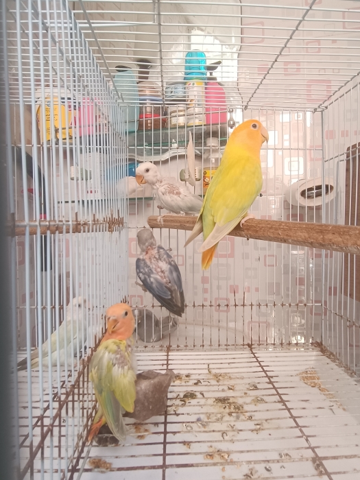 Inséparables rose et fisher